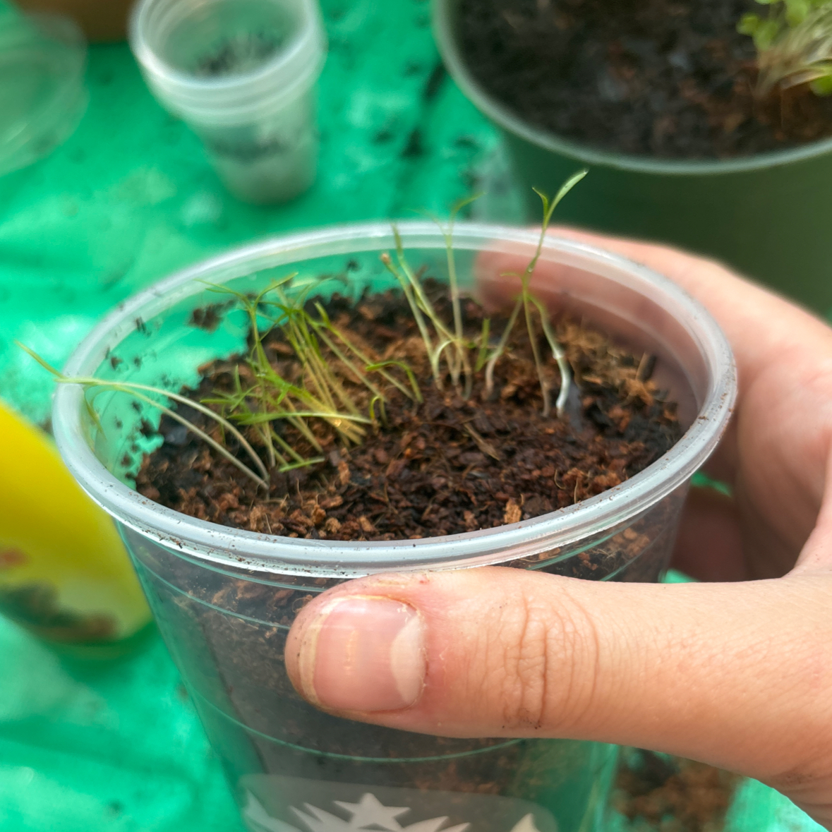 Photo of the plant species Baby carrots by @Faithsfriends named tangerine on Greg, the plant care app