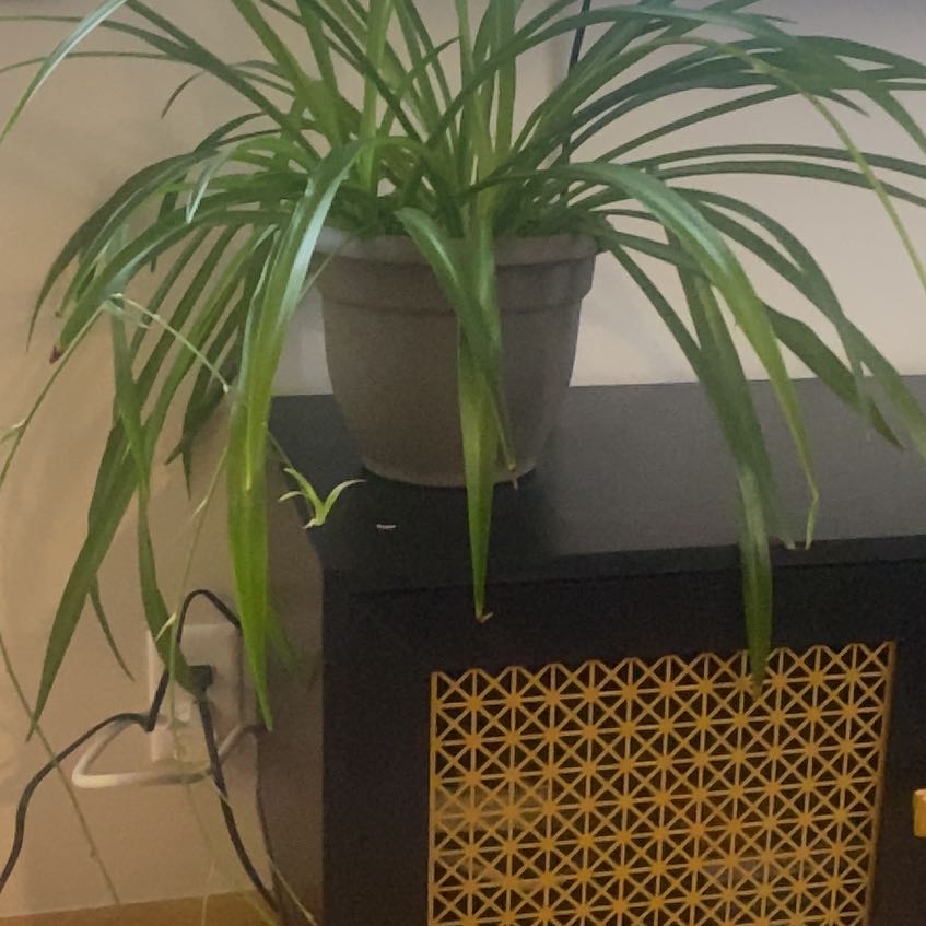 Photo of the plant species Green Spider Plant by @BubblyHoya10 named Prince on Greg, the plant care app