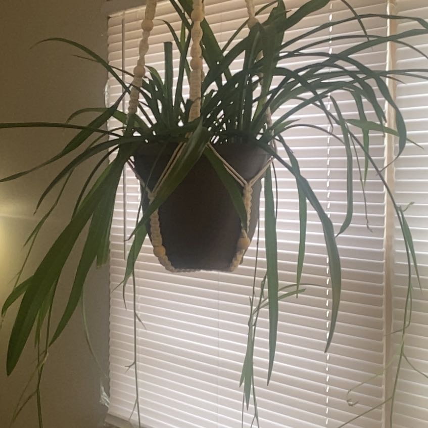 Photo of the plant species Green Spider Plant by @BubblyHoya10 named Pax on Greg, the plant care app