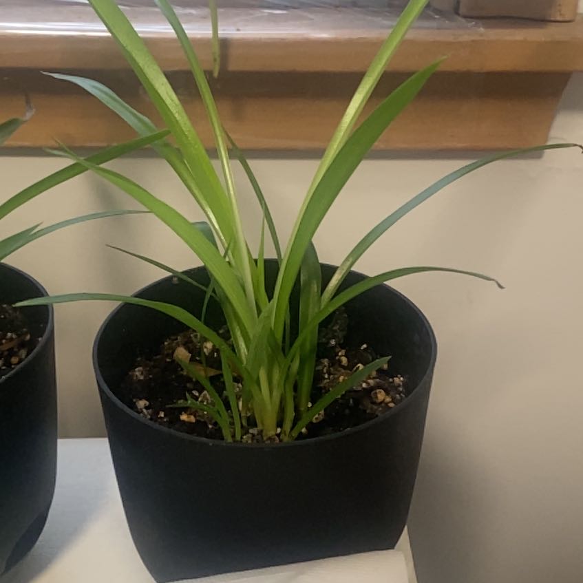Photo of the plant species Green Spider Plant by @BubblyHoya10 named Maya on Greg, the plant care app