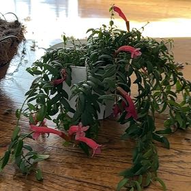 Photo of the plant species Lipstick black by @ShrewdJade67 named Kylie on Greg, the plant care app