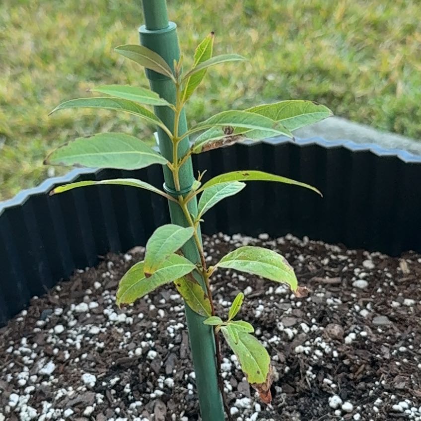 Photo of the plant species Rainbow Gum by @LeadTutsan54 named Zeus on Greg, the plant care app