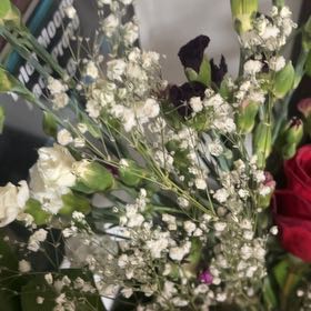 Photo of the plant species Baby's Breath by @CasualApple21 named Elle on Greg, the plant care app