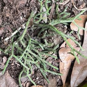 Photo of the plant species Jersey Cudweed by @RichPeanut10 named Osmo on Greg, the plant care app