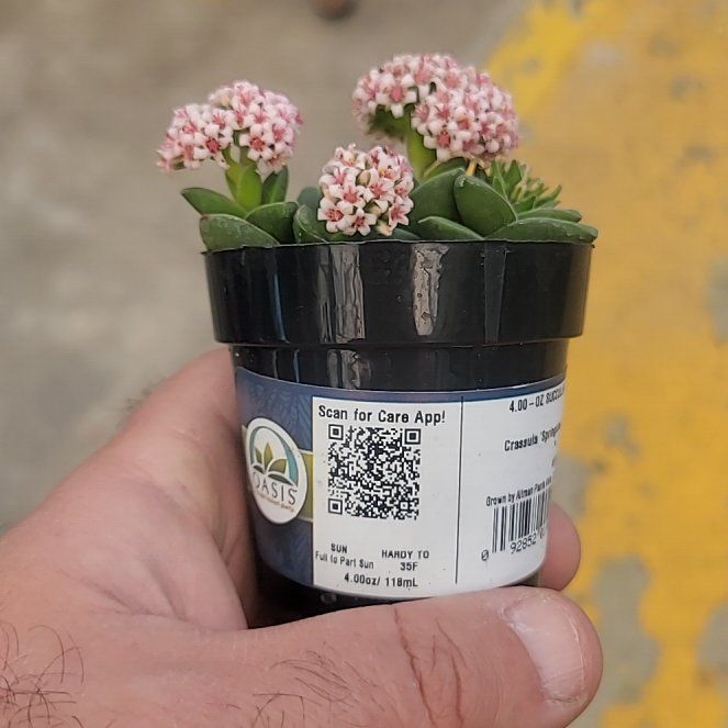 Photo of the plant species Salt Heliotrope by @GemIceplant55 named Gates on Greg, the plant care app