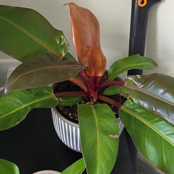 Photo of the plant species Orange Marmalade Philodendron by @MajorAlmond38 named Marmalade on Greg, the plant care app