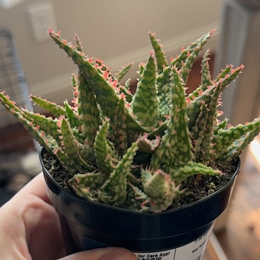 Photo of the plant species Aloe 'Oik' by @BeefyBluerose49 named Hemingway on Greg, the plant care app