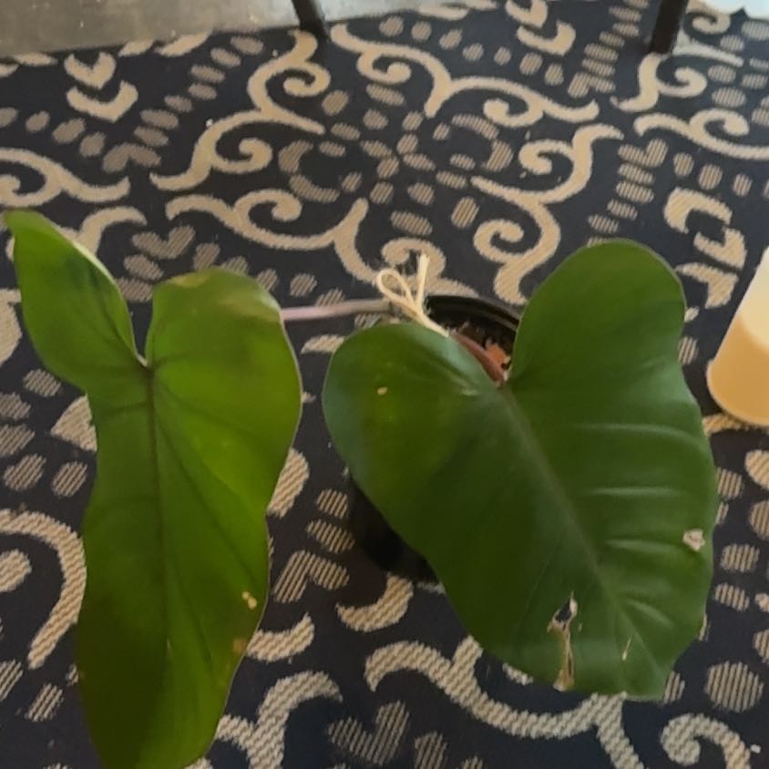 Photo of the plant species Red Emerald Philodendron by @CoolHindurope37 named Hamilton on Greg, the plant care app