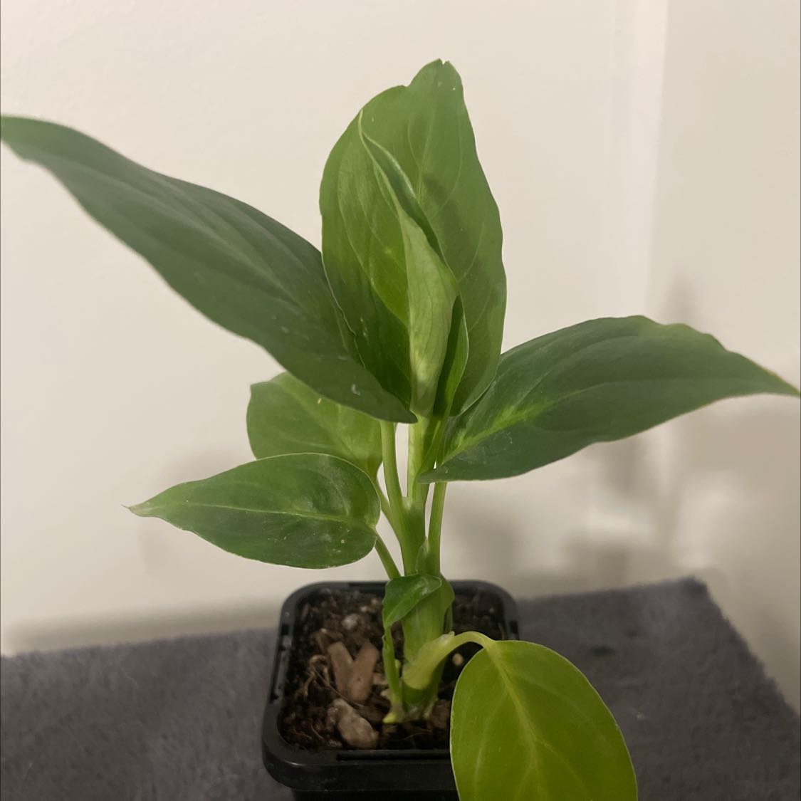 Healthy Dieffenbachia 'Tropic Marianne' plant in a small pot with vibrant green leaves.