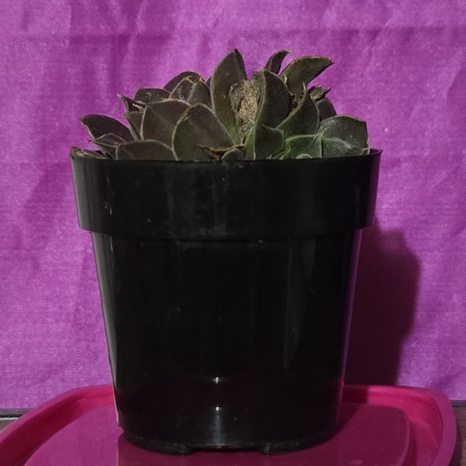 Photo of the plant species Hen and Chickens by @ManyBlacksage12 named Barbra on Greg, the plant care app