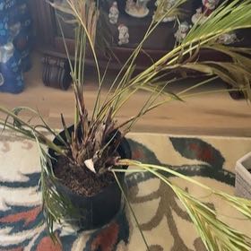 Photo of the plant species Cascade Palm by @PetCasimiroa28 named Foxxy on Greg, the plant care app