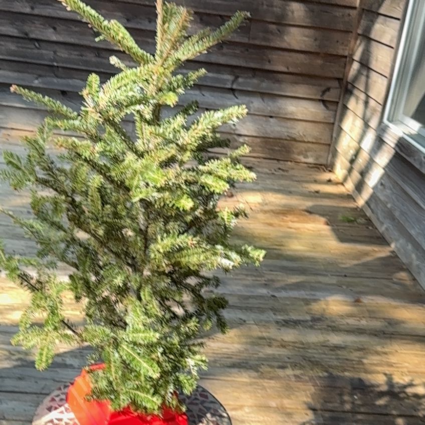 Photo of the plant species Picea glauca by @GemLichen40 named Bodhi on Greg, the plant care app