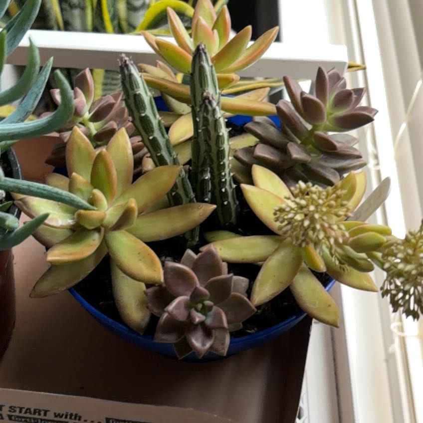 Photo of the plant species Pickle Plant by @HotWasabi74 named Remington on Greg, the plant care app