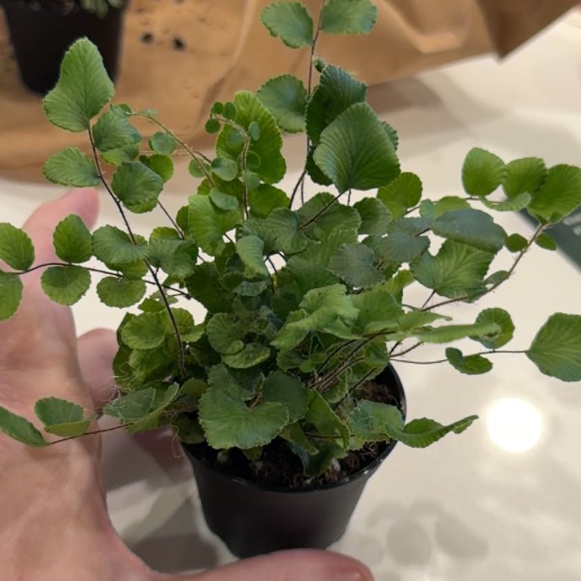 Photo of the plant species California Maidenhair Fern by @LordFeverfew21 named Kobe on Greg, the plant care app