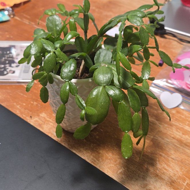 Photo of the plant species Spring Cactus by @GemTaro36 named Sanders on Greg, the plant care app