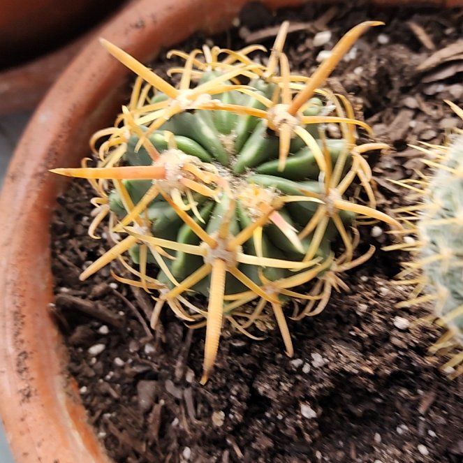 Photo of the plant species Ferocactus chrysacanthus by @fangorna named Remington on Greg, the plant care app