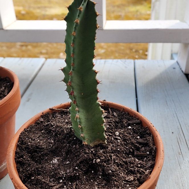 Photo of the plant species Moroccan Mound by @fangorna named Sherlock on Greg, the plant care app