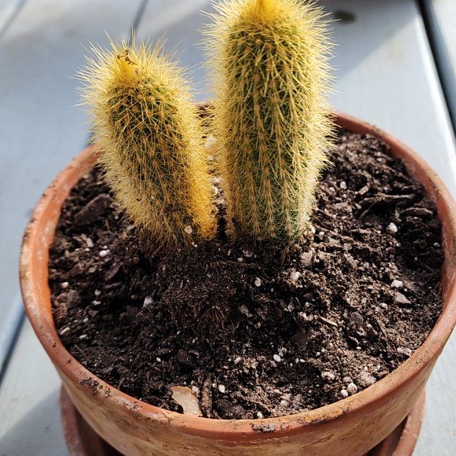 Photo of the plant species Crested Golden Rat Tail by @fangorna named Cleopatra on Greg, the plant care app