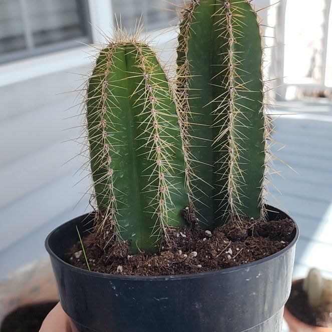 Photo of the plant species Stenocereus dumortierii by @fangorna named Harry on Greg, the plant care app