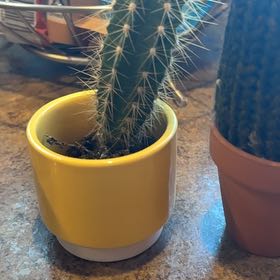 Photo of the plant species Blue Torch Cactus by @YesWildtea62 named Longy on Greg, the plant care app