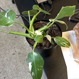 Photo of the plant species Philodendron White Wizard by @LadyTyrimnus31 named Athena on Greg, the plant care app