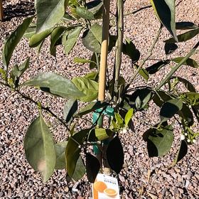 Photo of the plant species Valencia Orange by @FunnyCorncob64 named Marley on Greg, the plant care app