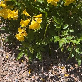 Photo of the plant species Yellow Trumpetbush by @FunnyCorncob64 named Harmony on Greg, the plant care app