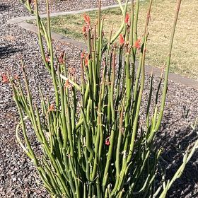 Photo of the plant species Slipper Plant by @FunnyCorncob64 named Mando on Greg, the plant care app