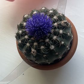 Gregorio