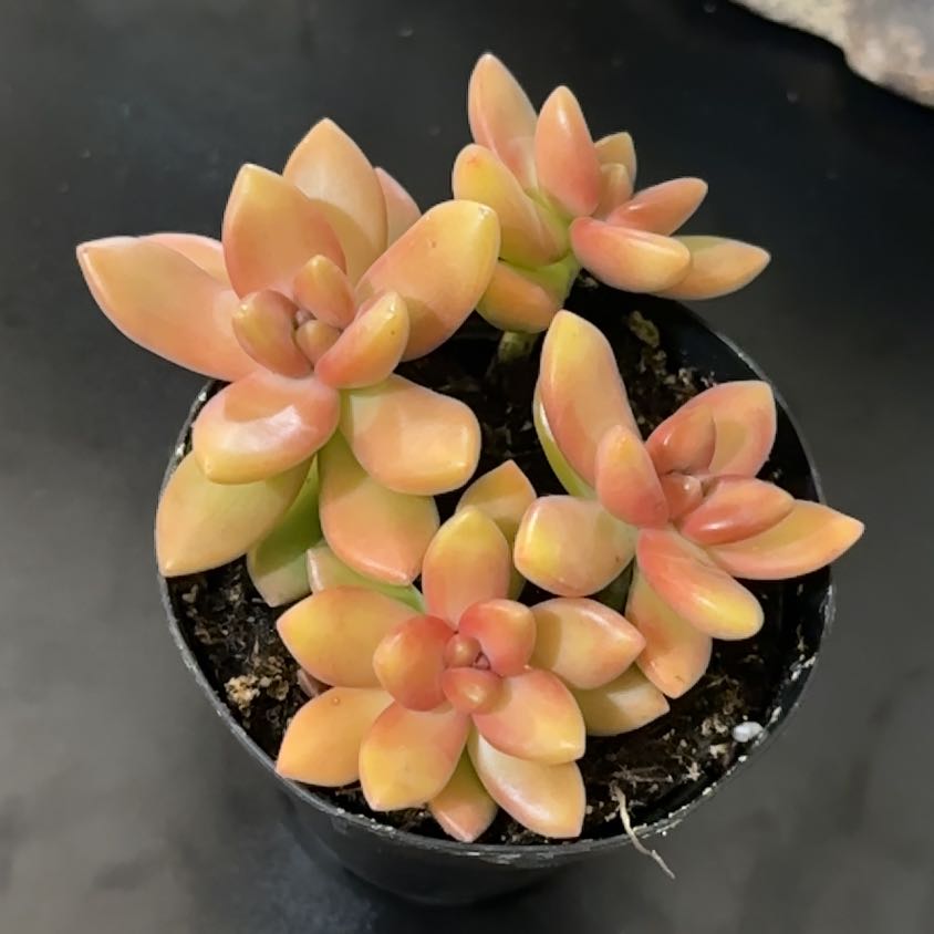 Photo of the plant species Sedum adolphi 'Sunstorm' by @WinPurei8 named Sunstorm on Greg, the plant care app