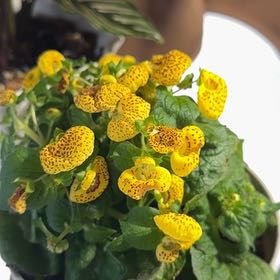 Photo of the plant species Calceolaria alba by @FairSugarcane36 named Wall-E on Greg, the plant care app
