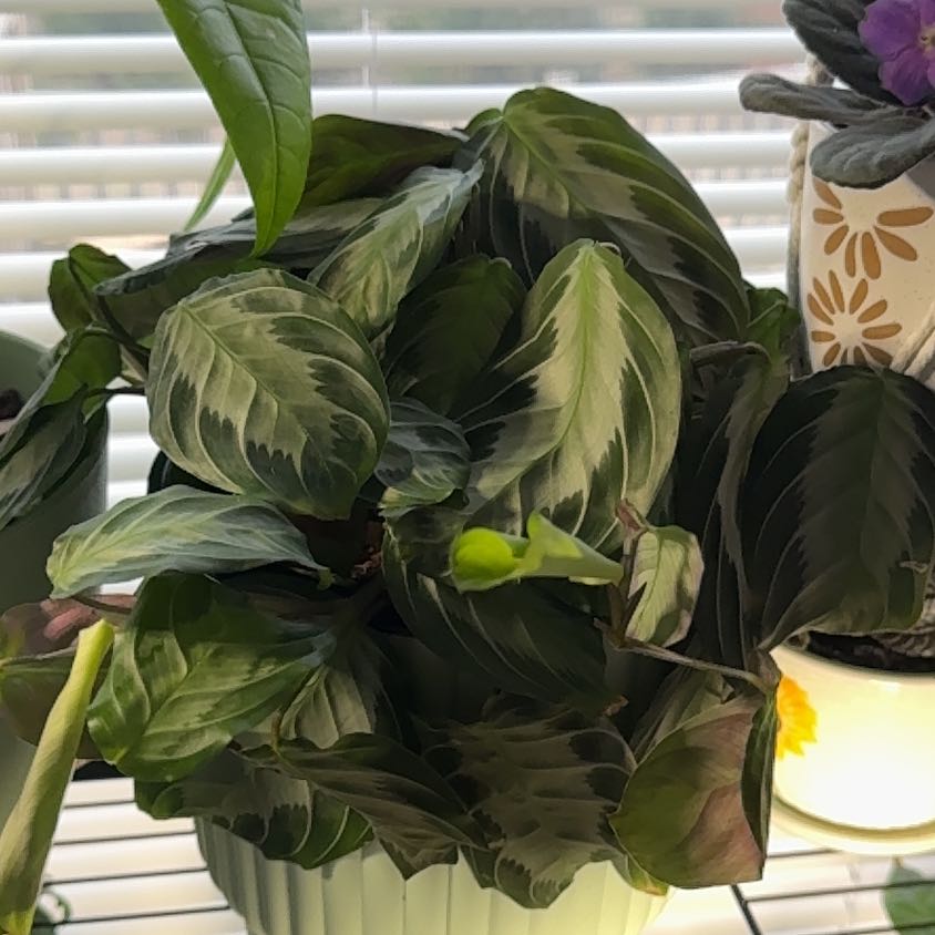 Photo of the plant species red prayer plant by @FairSugarcane36 named Leaf Erickson on Greg, the plant care app
