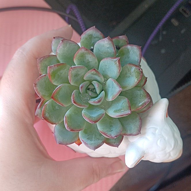 Photo of the plant species Echeveria colorata by @AriKhana named Gregor on Greg, the plant care app