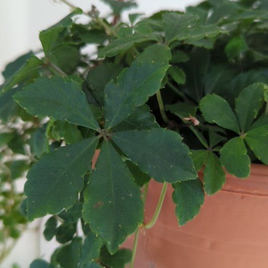 Photo of the plant species Verona Vein by @SirJavafern28 named Darwin on Greg, the plant care app