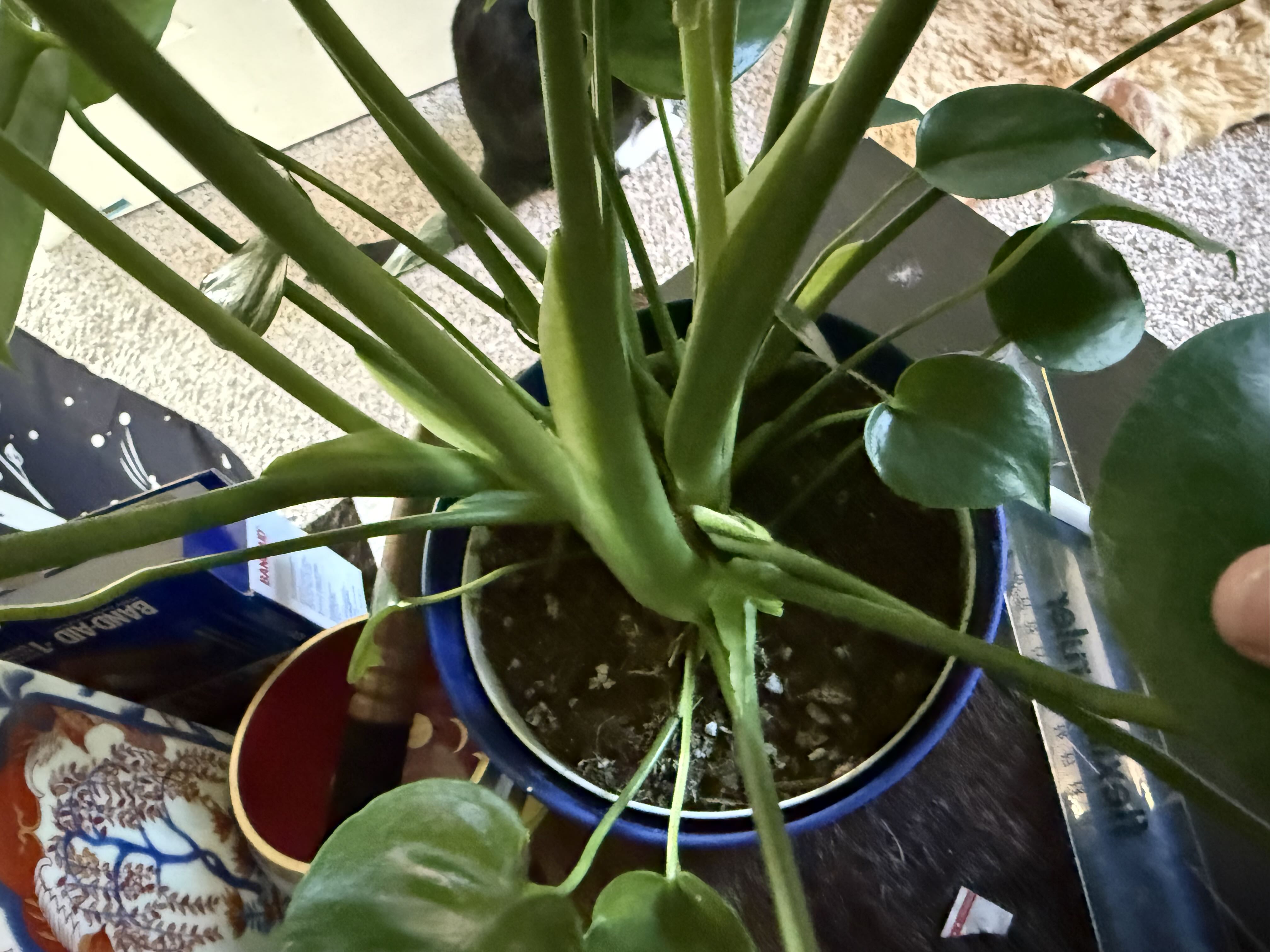 Photo from the post