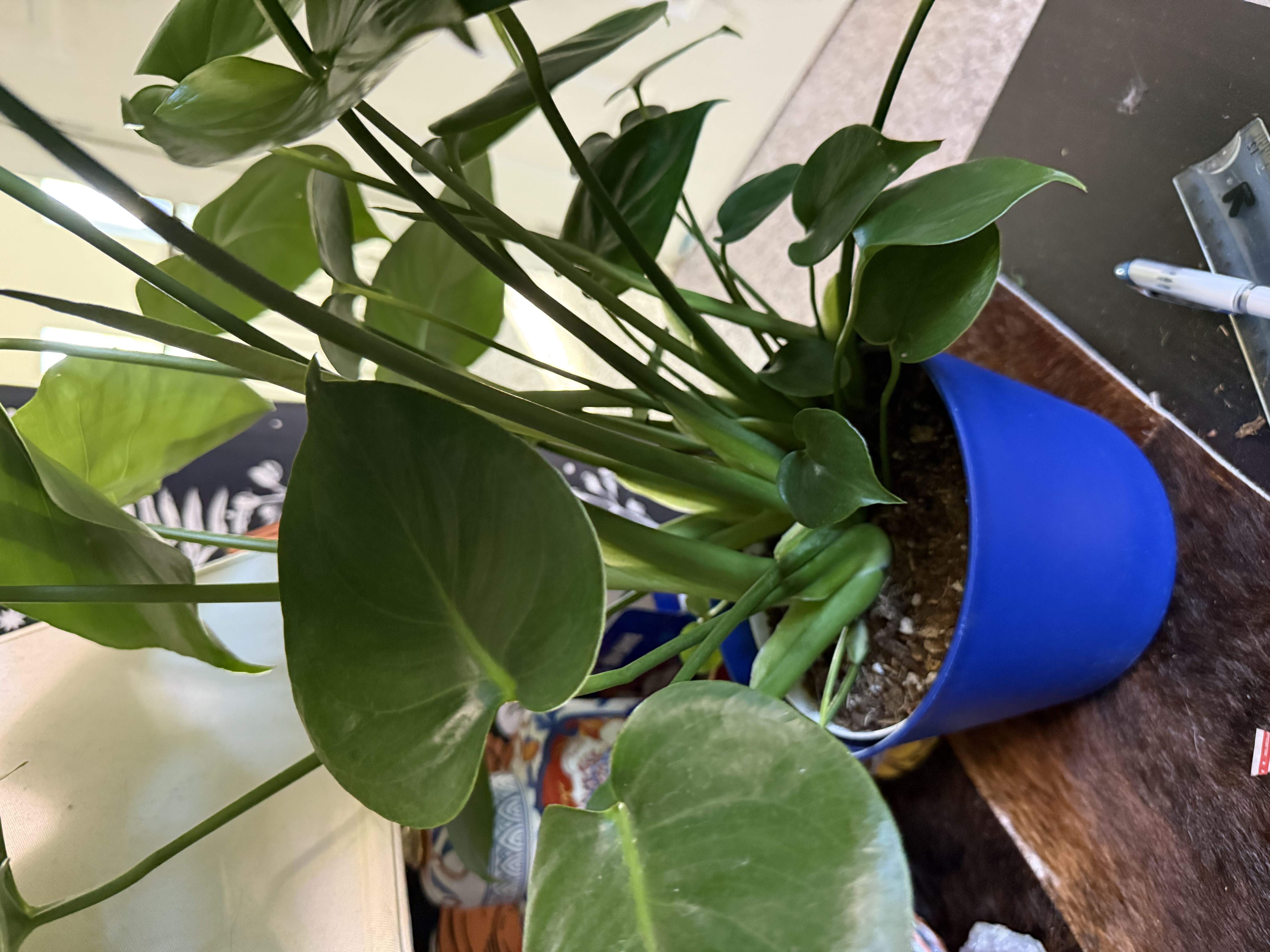 Photo from the post