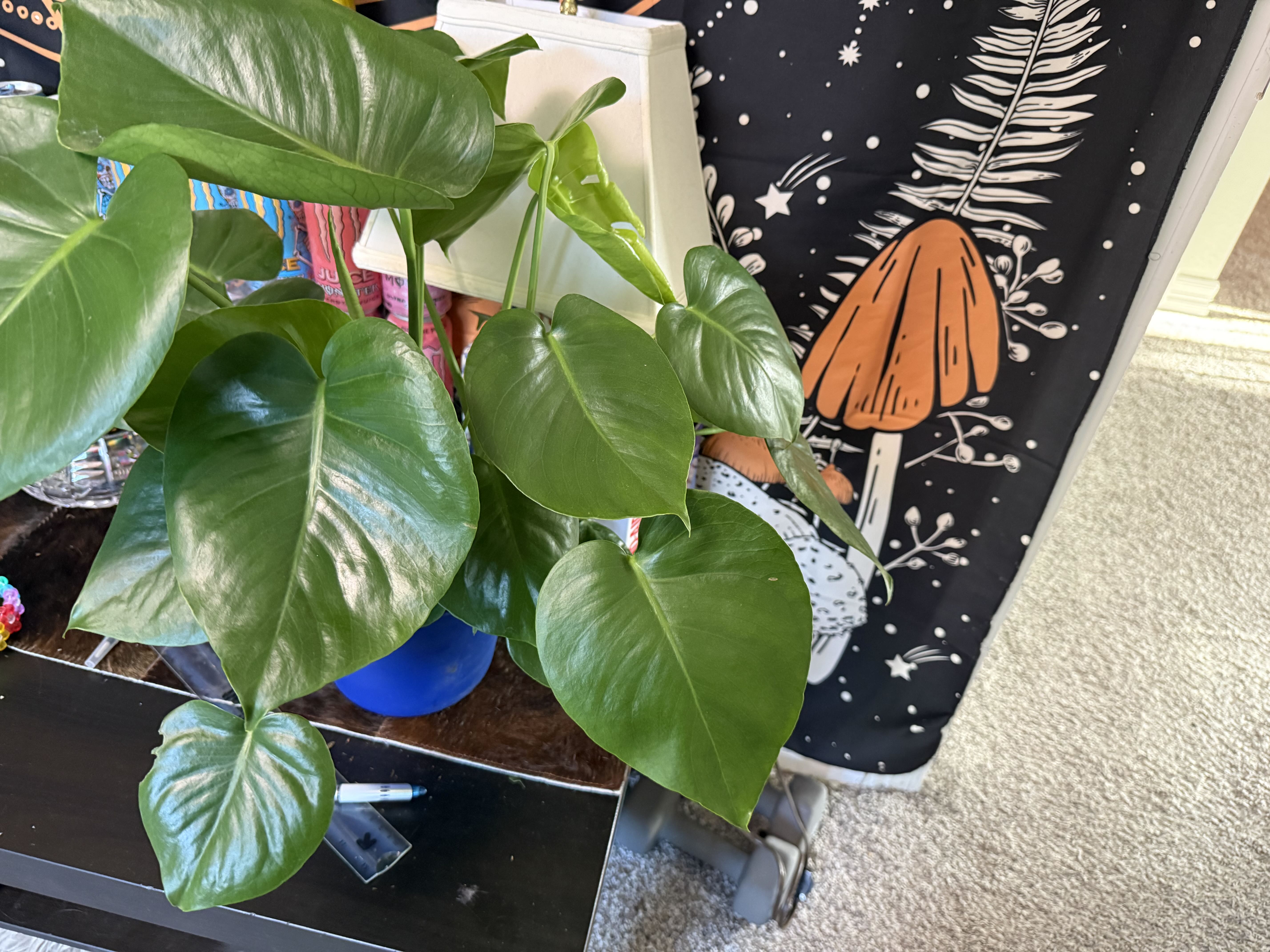 Photo from the post