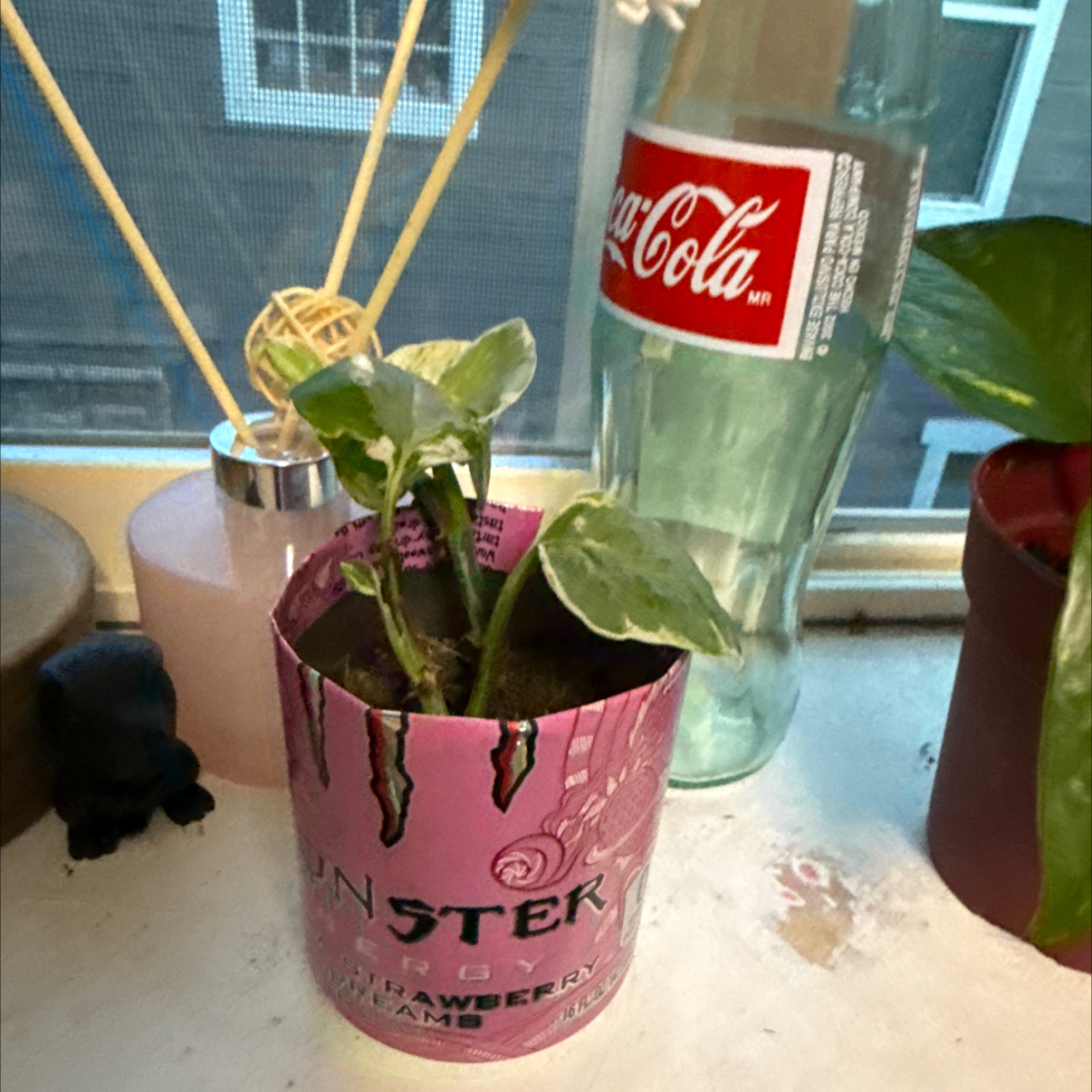Photo of the plant species Pothos 'N'Joy' by @PizzazledPothos named Shakra on Greg, the plant care app