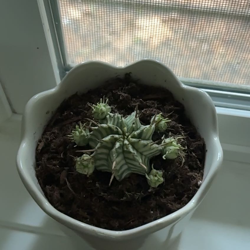 Photo of the plant species Varigated melon spurge by @PlayfulPomelo10 named Todd on Greg, the plant care app