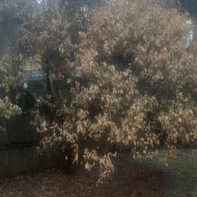 Photo of the plant species Russian Olive by @StalwartMira30 named Bella on Greg, the plant care app