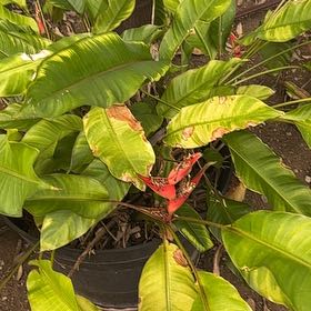 Photo of the plant species Parrot's Plantain by @SilkySeaoats20 named Maya on Greg, the plant care app