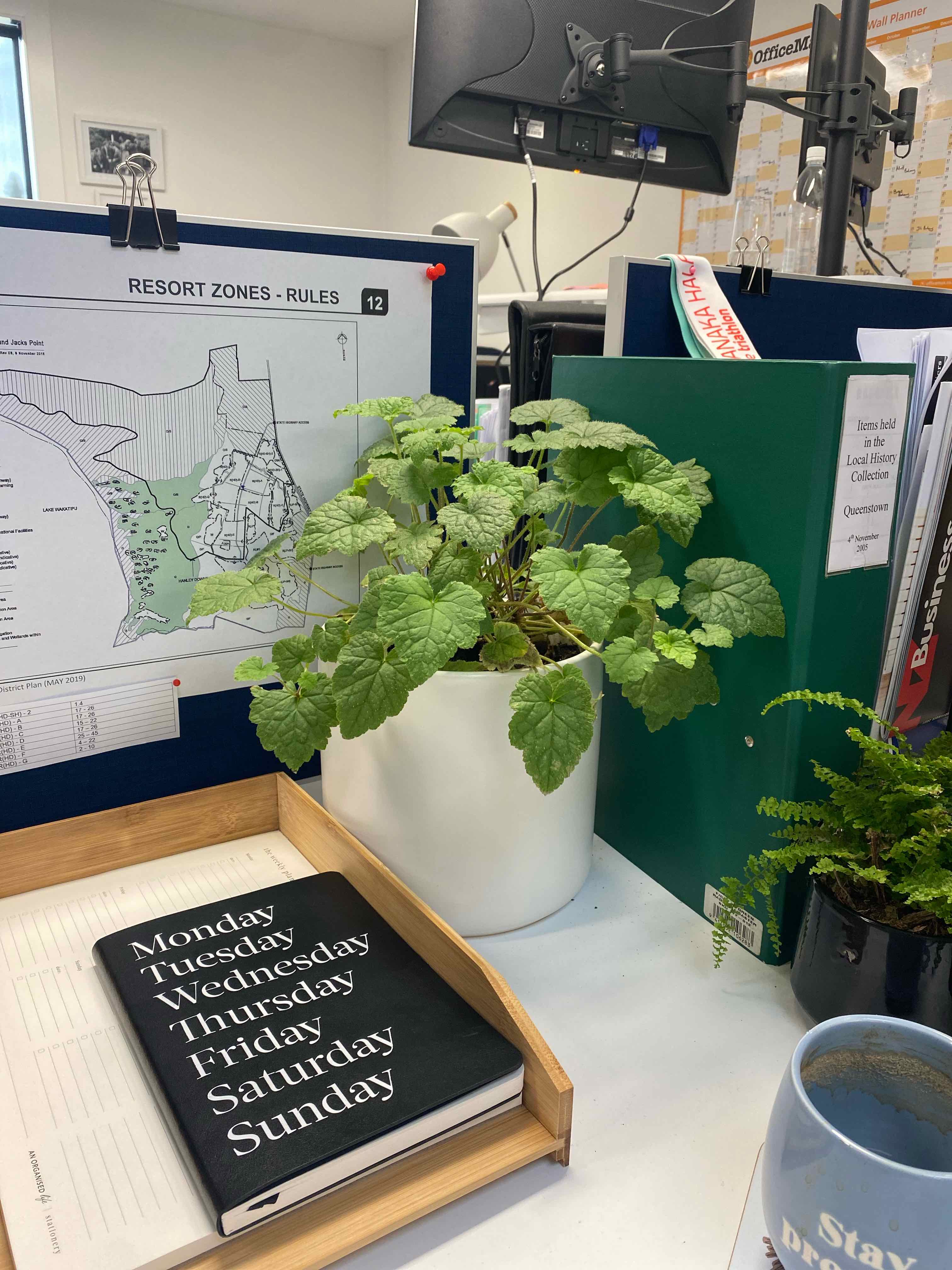 Pick-a-Back-Plant in a white pot on an office desk with green leaves, appearing healthy.