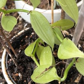Photo of the plant species Smilax Asparagus by @SunnyBetel72 named Michelle Branch on Greg, the plant care app