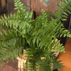 Photo of the plant species Macho Fern by @ForrealPilea named Harper on Greg, the plant care app