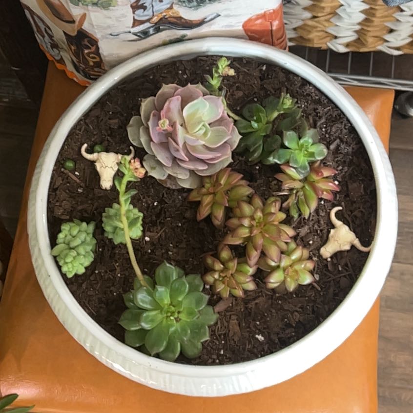 Photo of the plant species Succulents by @ForrealPilea named Sahara on Greg, the plant care app