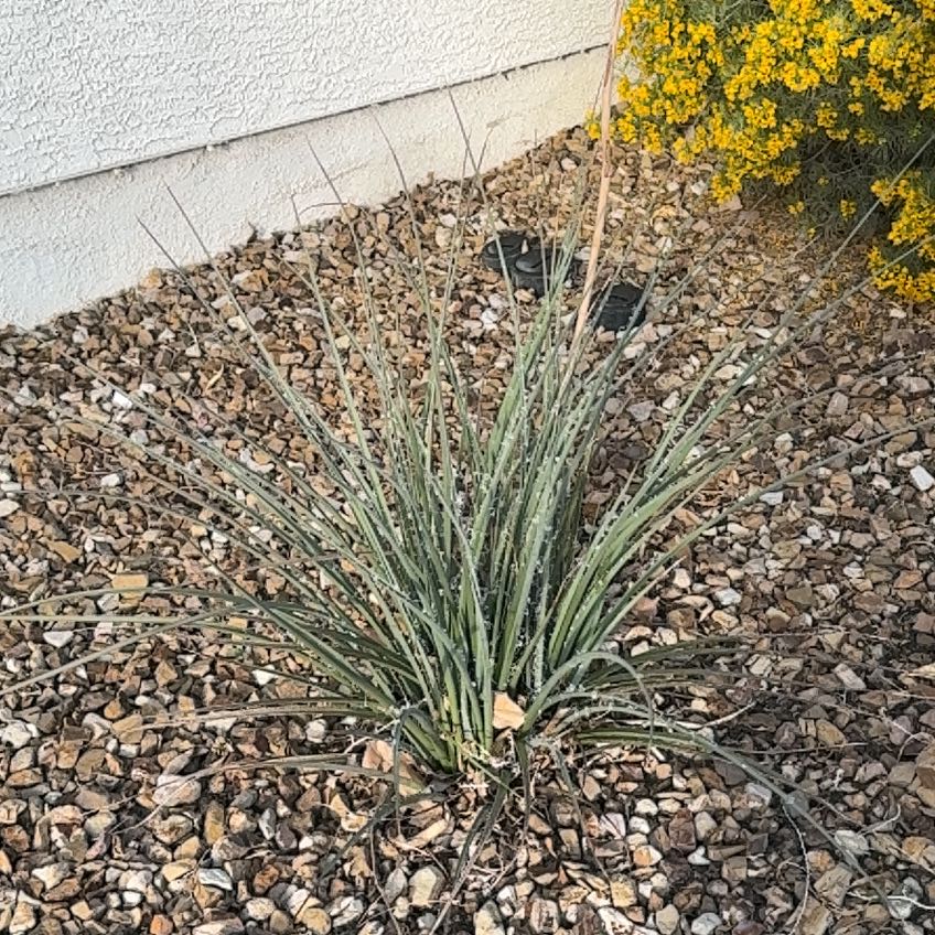 Photo of the plant species Desert Spoon by @ChosenDill71 named Rainier on Greg, the plant care app