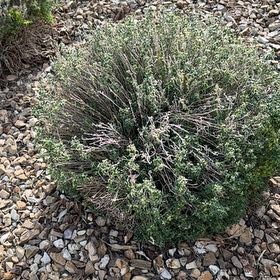 Photo of the plant species Purple Sage by @ChosenDill71 named Kobe on Greg, the plant care app