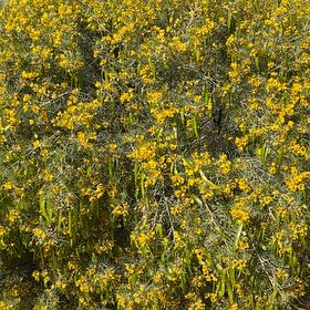 Photo of the plant species Common Gorse by @ChosenDill71 named Robert Plant on Greg, the plant care app