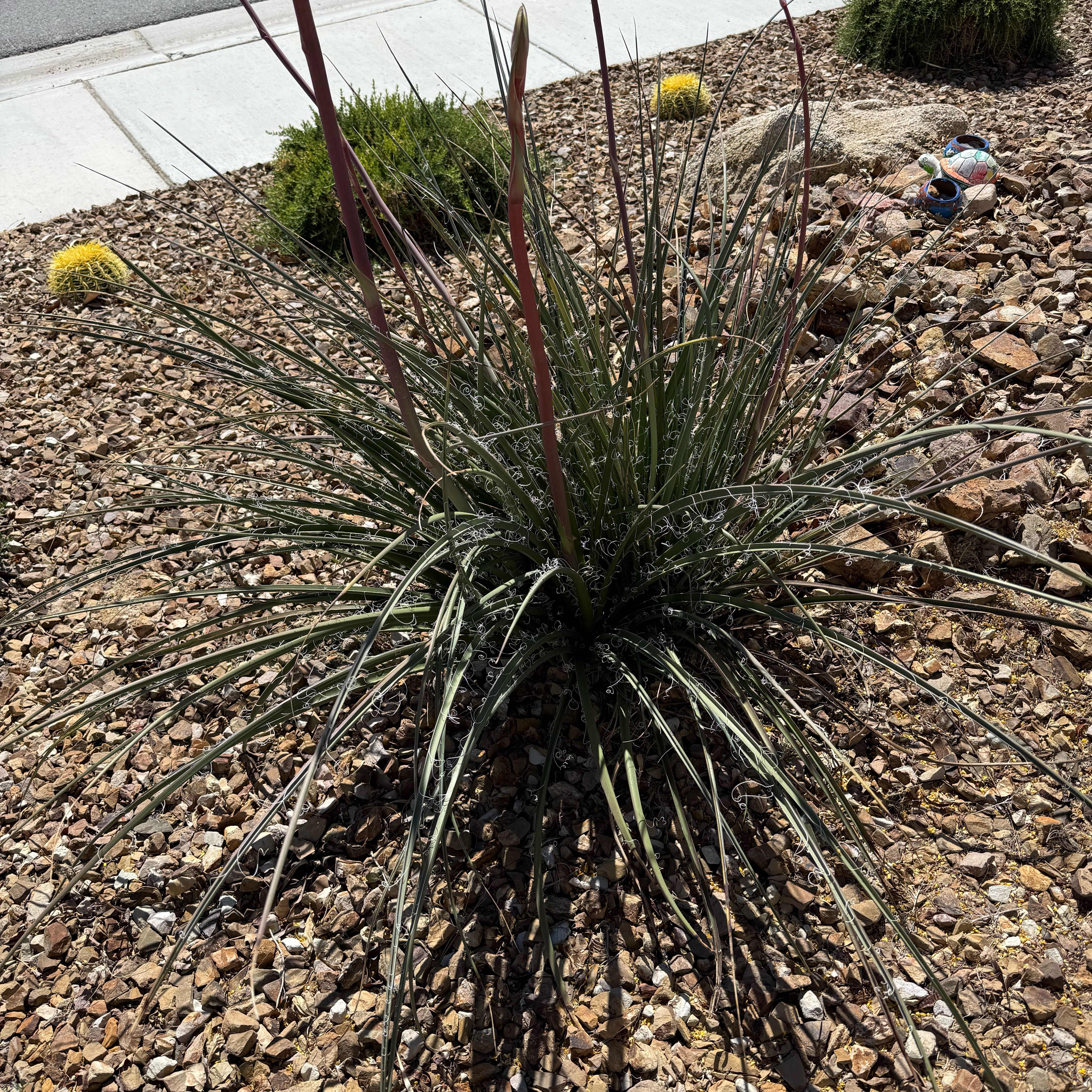 Photo of the plant species Our Lord's Candle by @ChosenDill71 named Keanu Leaves on Greg, the plant care app