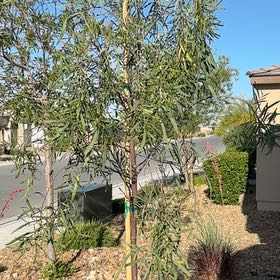 Photo of the plant species African Sumac by @ChosenDill71 named Bella on Greg, the plant care app